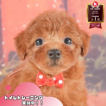トイプードル(トイ)【静岡県・女の子・2025年7月13日・レッド】の写真「🐾🎃10/18(土)こいぬの見学会開催🎃🐾」