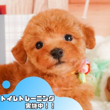 トイプードル(トイ)【静岡県・女の子・2025年3月3日・レッド】の写真「4月27日(日)見学会開催🎉」