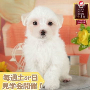 マルチーズ【静岡県・女の子・2025年7月17日・ホワイト】の写真「🐶10/11(土)🐾わんちゃんの見学会開催🎉」