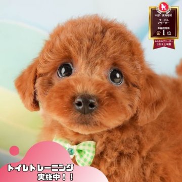 トイプードル(トイ)【静岡県・男の子・2025年10月18日・レッド】の写真「✨🎅12/14こいぬの見学会🎅✨ 残り5枠‼️」