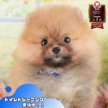 ポメラニアン【静岡県・女の子・2025年10月2日・オレンジ】の写真「🍂🐾11/22～24開催🍁お迎え前相談会🎉」