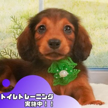 ミニチュアダックスフンド(ロング)【静岡県・男の子・2025年4月4日・シェーデッドレッド】の写真「🐶5/31＆6/1の2日間連続開催✨」