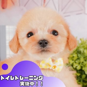 トイプードル(タイニー)【静岡県・女の子・2025年1月11日・アプリコット】の写真「GW特別🎈わんちゃん見学フェス🐾」