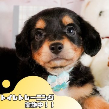 チワックス(チワワ×ダックスフンド)【静岡県・男の子・2025年3月3日・ブラックタン】の写真「GW特別🎈わんちゃん見学フェス🐾」