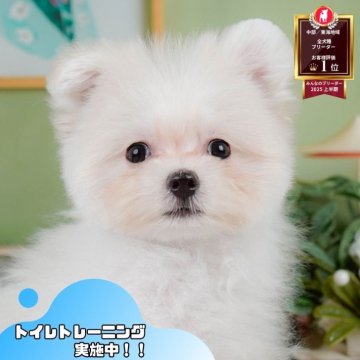 ポメマル(マルチーズ×ポメラニアン)【静岡県・男の子・2025年4月22日・クリーム】の写真「🐶9/14・15こいぬの見学会連続開催🎉」