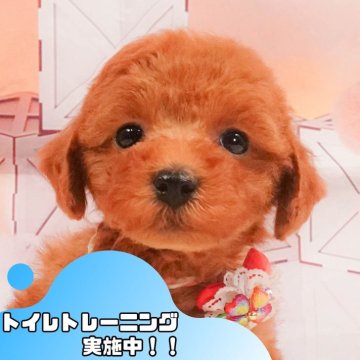 トイプードル(トイ)【静岡県・女の子・2025年4月14日・レッド】の写真「🐶🌱6/8(日)子犬の見学会開催🌱🐶」
