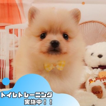 ポメラニアン【静岡県・女の子・2025年4月5日・クリーム】の写真「🐶🌱6/8(日)子犬の見学会開催🌱🐶」