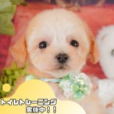 トイプードル(タイニー)