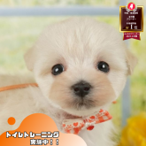 マルプー(マルチーズ×トイプードル)