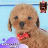 トイプードル(トイ)