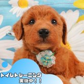 トイプードル(トイ)