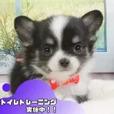 チワワ(ロング)