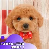 タイニープードル