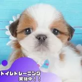 シーズー