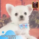 チワワ(ロング)