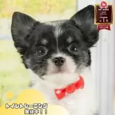 チワワ(ロング)