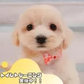 マルプー(マルチーズ×トイプードル)【静岡県・女の子・2025年3月27日・クリーム】の写真1「沢山の子犬画像や当犬舎の情報を掲載しています💖是非、見てください🎶」
