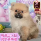 ポメラニアン