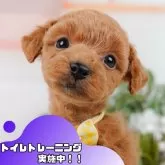 タイニープードル【静岡県・女の子・2025年3月2日・レッド】の写真1「沢山の子犬画像や当犬舎の情報を掲載しています💖是非、見てください🎶」