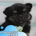 チワワ(ロング)
