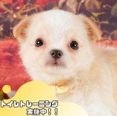 チワワ(ロング)
