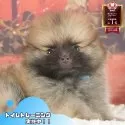 ポメラニアン