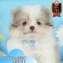 ポメラニアン