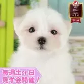マルチーズ