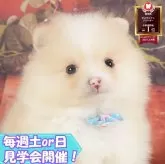 ポメラニアン