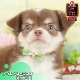 チワワ(ロング)