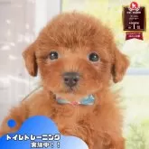 トイプードル(トイ)