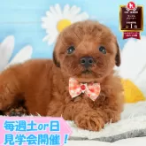 トイプードル(トイ)