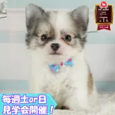 チワワ(ロング)