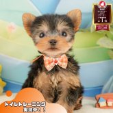 ヨークシャーテリア