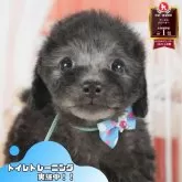 トイプードル(トイ)【静岡県・男の子・2025年7月3日・シルバー】の写真1「沢山の子犬画像や当犬舎の情報を掲載しています💖是非、見てください🎶」