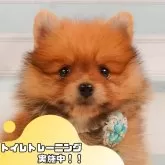 ポメラニアン