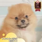 ポメラニアン