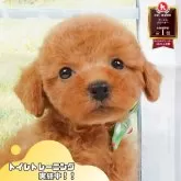 トイプードル(トイ)