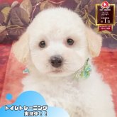 トイプードル(トイ)