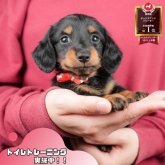 ミニチュアダックスフンド(ロング)