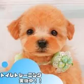 タイニープードル