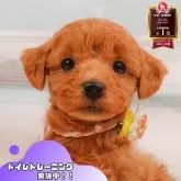 トイプードル(トイ)