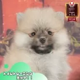 ポメラニアン