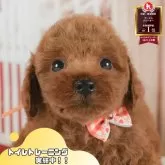 トイプードル(トイ)