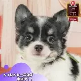 チワワ(ロング)