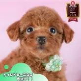 トイプードル(トイ)