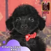 トイプードル(トイ)