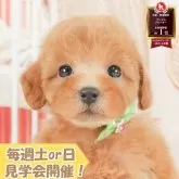 トイプードル(トイ)