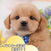 ペキプー(ペキニーズ×トイプードル)【静岡県・男の子・2025年3月9日・レッド】の写真1「沢山の子犬画像や当犬舎の情報を掲載しています💖是非、見てください🎶」