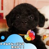 トイプードル(トイ)